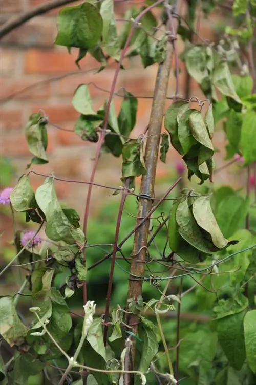 Clematis жалбырактары илинип турат