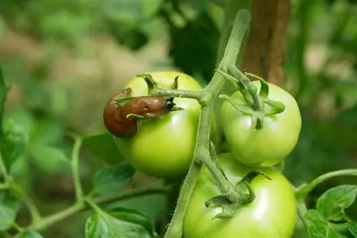 Verduras resistentes a los caracoles: ¿Qué variedades son seguras?