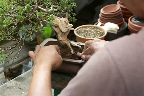 udongo wa bonsai