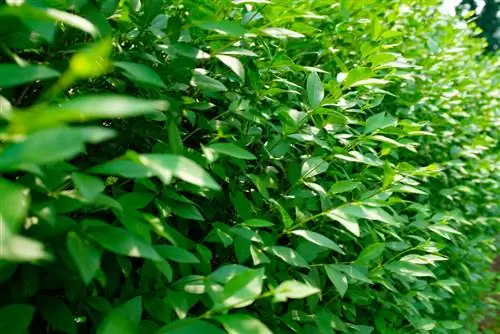 Privet Ovalifolium or Atrovirens: Differences & Selection