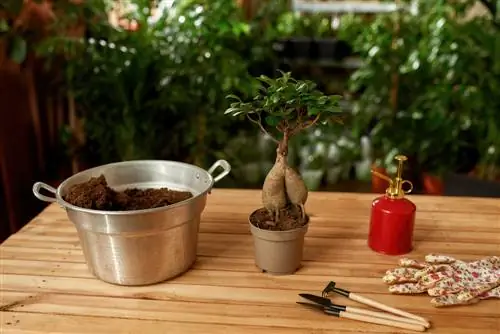 piantare bonsai