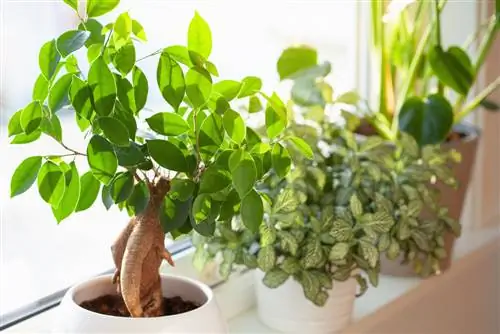 Bonsai ficus uchun eng yaxshi joy: u shunday rivojlanadi