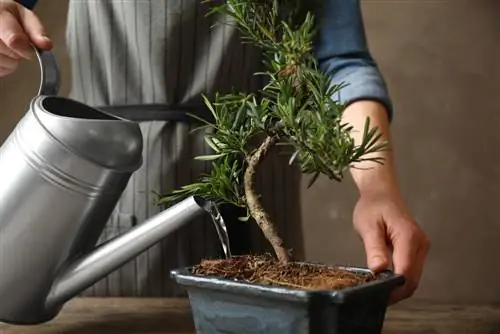 nagdidilig ng bonsai