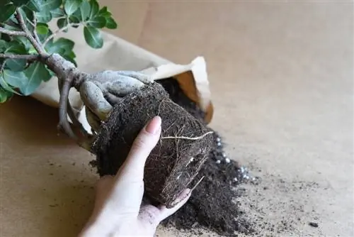 bonsai kenkėjai dirvožemyje