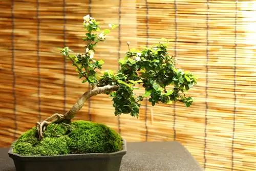 raízes aéreas de bonsai