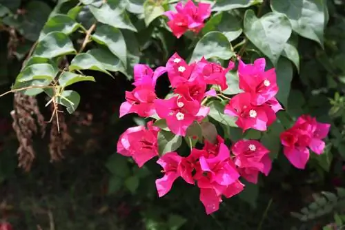 Bougainvillea pozostawia wiszące liście