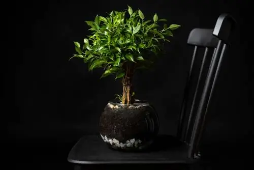 bonsai yapışqan yarpaqları