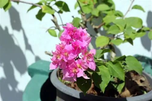 När kan jag säkert lägga min bougainvillea utomhus?