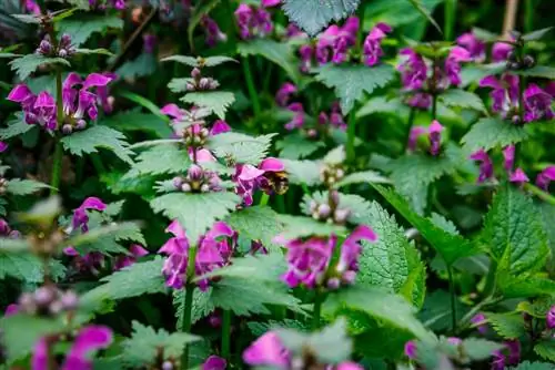 deadnettle-nesle