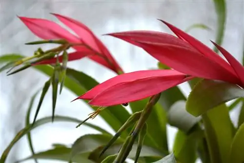 Hardy bromeliads: Puas muaj hom rau lub vaj?