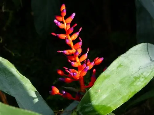 hạt bromeliad