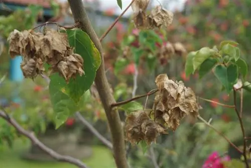 Dharura ya Bougainvillea: Ninawezaje kuokoa mmea wangu?