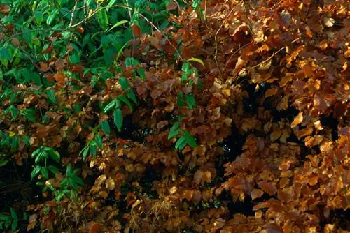 Beukheining droog op: oorsake, wenke en reddingsmaatreëls