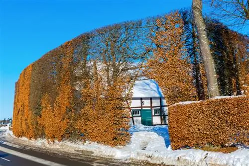 Buko gyvatvorės aukštis: kokio aukščio ji iš tikrųjų gali pakilti?