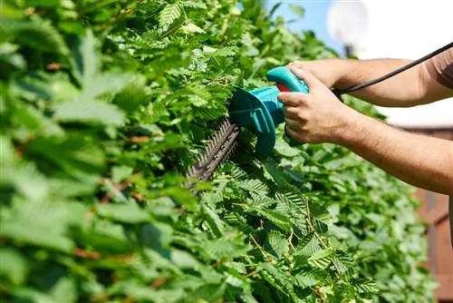 Accelerate beech hedge growth