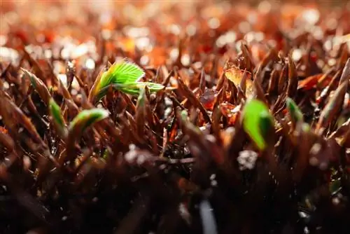 when does a beech hedge sprout?