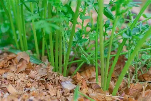 Repellente per lumache con segatura: consigli e istruzioni per l'applicazione