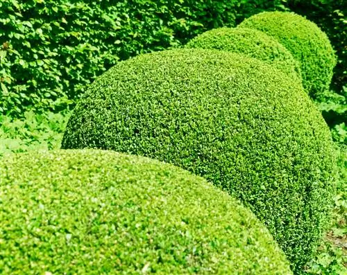 boxwood meaning