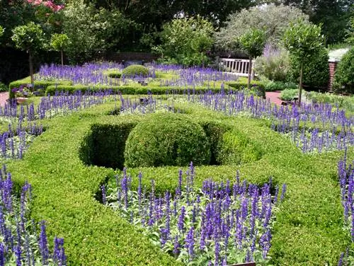 boj y lavanda