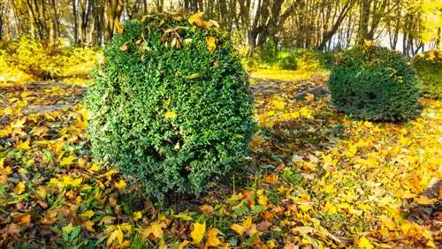 boxwood origin