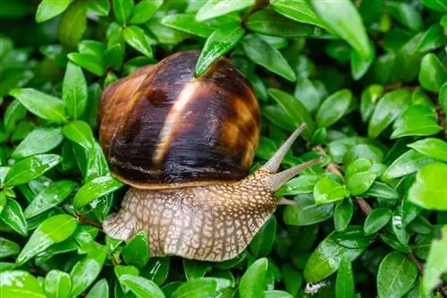 snails-in-the-boxwood