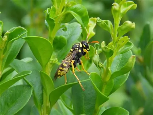 wespen-in-de-buxus