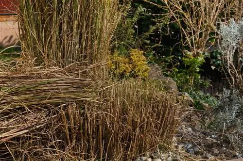 Miscanthus als mulch: voordelen en toepassing in de tuin