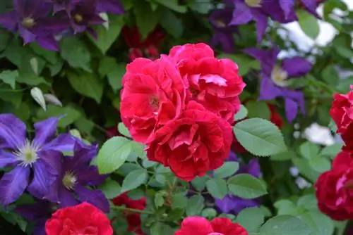 rose-and-clematis