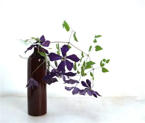 Clematis yayılması şüşəsi