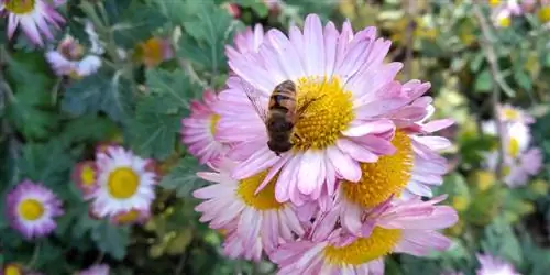 Bees and chrysanthemums: do they go together?