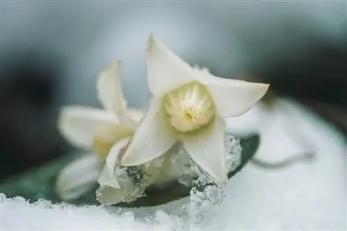 Clematis durante o inverno em uma panela: é assim que você pode fazer isso facilmente