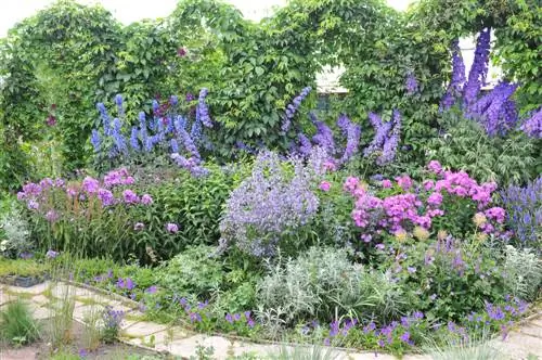 plantes compagnes de clématites