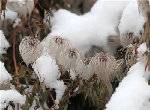 Clematis хөлдсөн