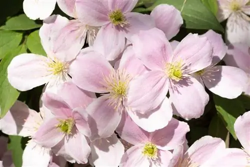 Clematis montana "روبنز" : نصائح للازدهار في وعاء