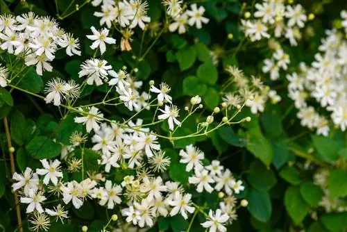 Clematis vitalba pjovimas