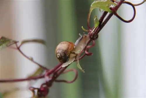 clematis snails