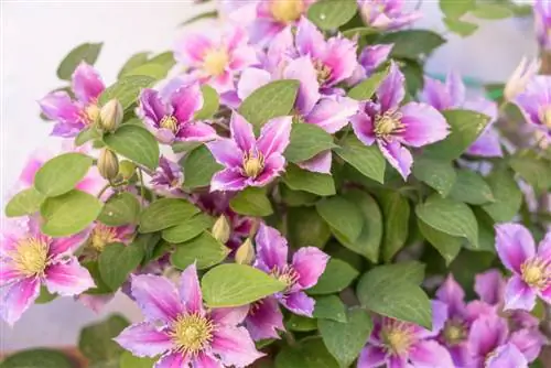 clematis бөлмө өсүмдүктөрү