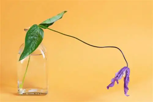 Kweek clematis suksesvol in 'n glas water: Dit is hoe dit werk