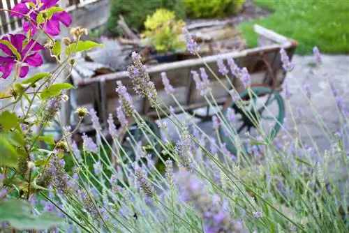 klematis un lavanda