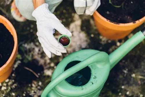 Fremme frodige klematisblomster med flytende gjødsel: Slik fungerer det