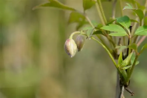 botões de clematite