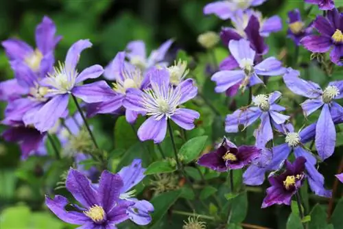 Clematis 'Arabella': Styckning för sund tillväxt och blomning