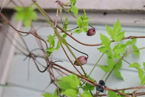 Bevorder de ontluikende clematis op de juiste manier: tips en trucs