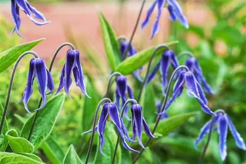 clematis-pa-mbështetje ngjitëse