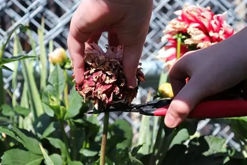 dahlia cutting