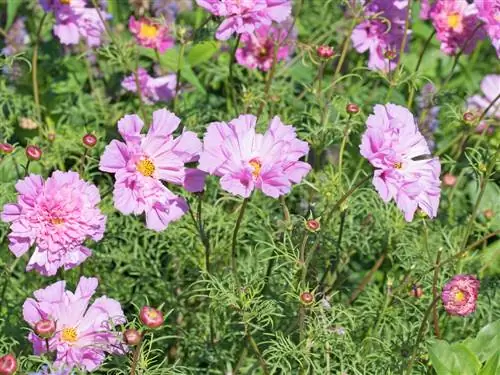 pellizco cosmea