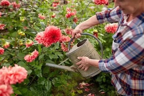 ջրել dahlias