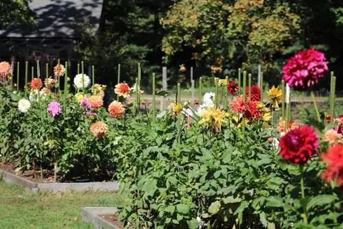 Աջակցող dahlias. ինչու, երբ և ինչպես դա անել ճիշտ: