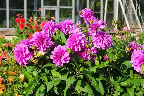 Emplacement ensoleillé : c'est ainsi que les dahlias prospèrent le mieux dans le jardin