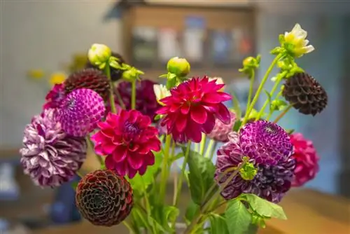 Dahlias as snyblomme: Dit is hoe hulle lank hou